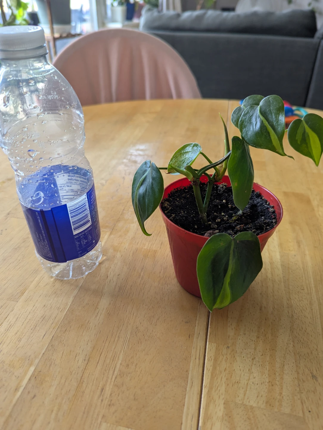 Philodendron Brasil Plant