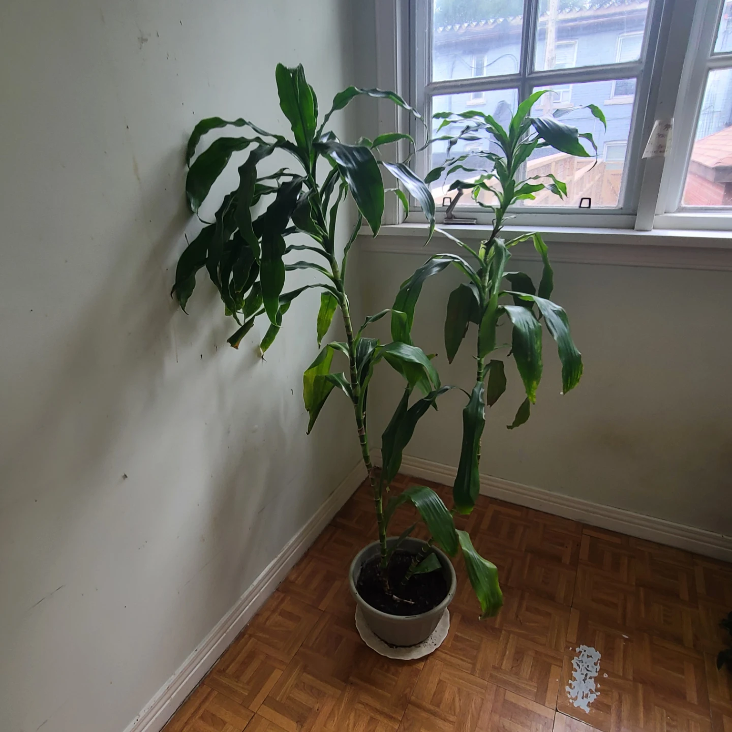 MOVING SALE! Dracaena Lisa Houseplant
