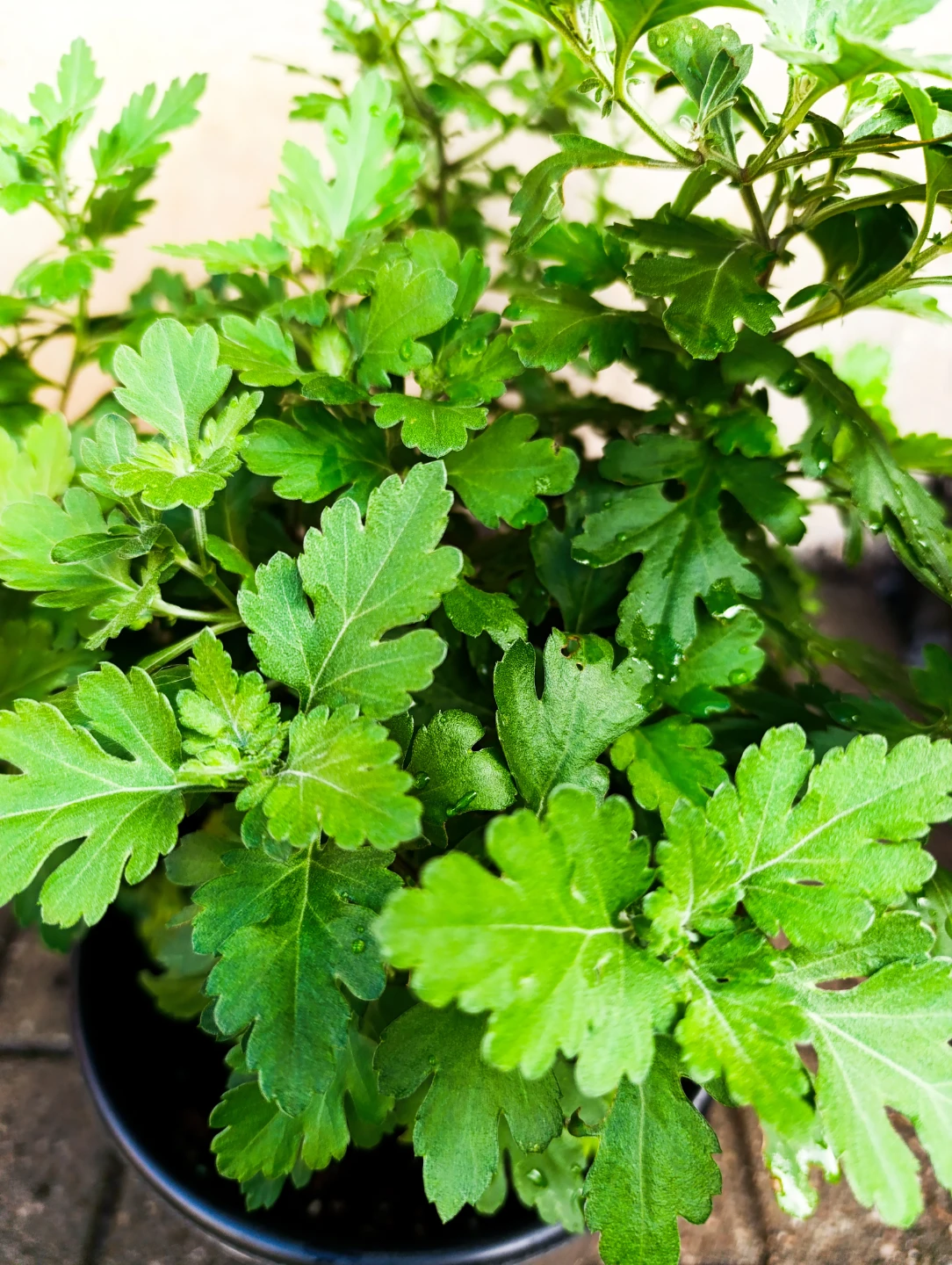 Potted Chrysanthemum Plant - photo 3