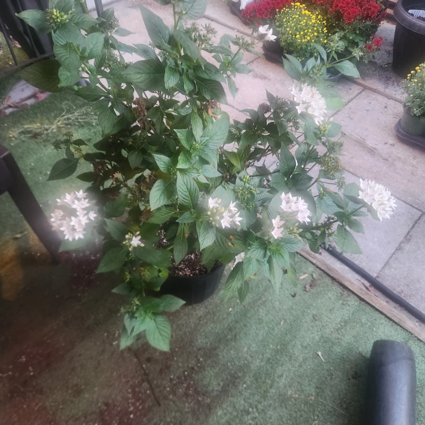 White Egyptian Starcluster Pentas Plant - photo 3