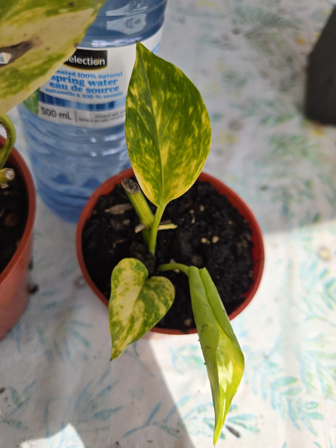 Two Pothos Houseplant Cuttings - photo 3
