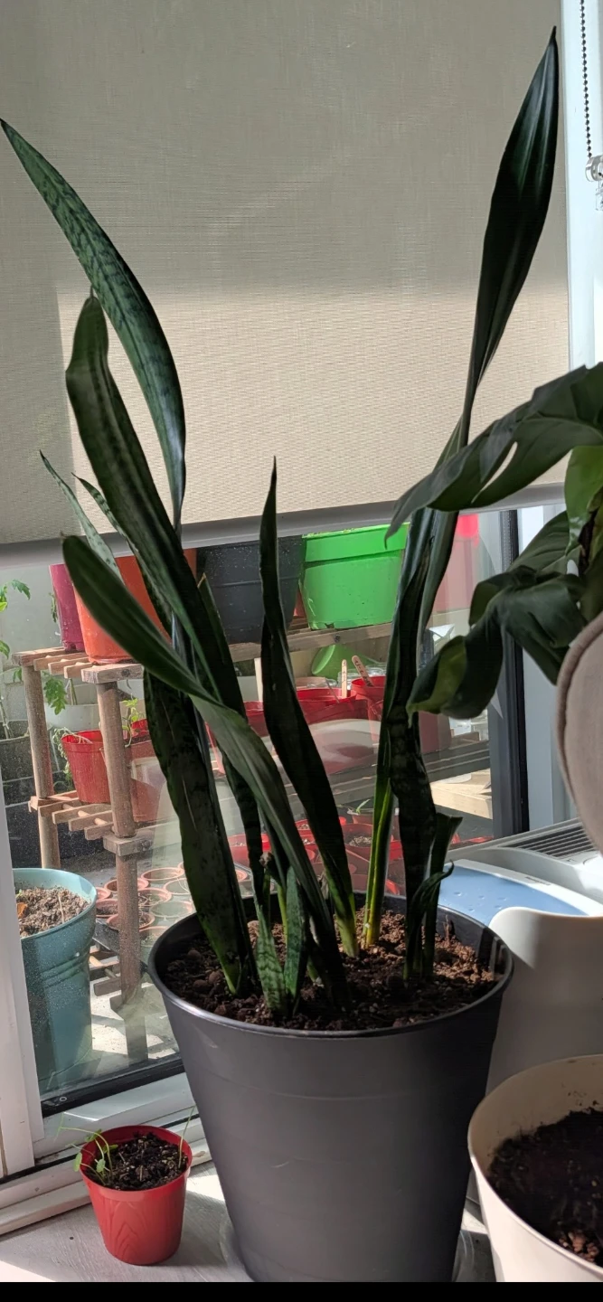 Snake Plant in Black Pot