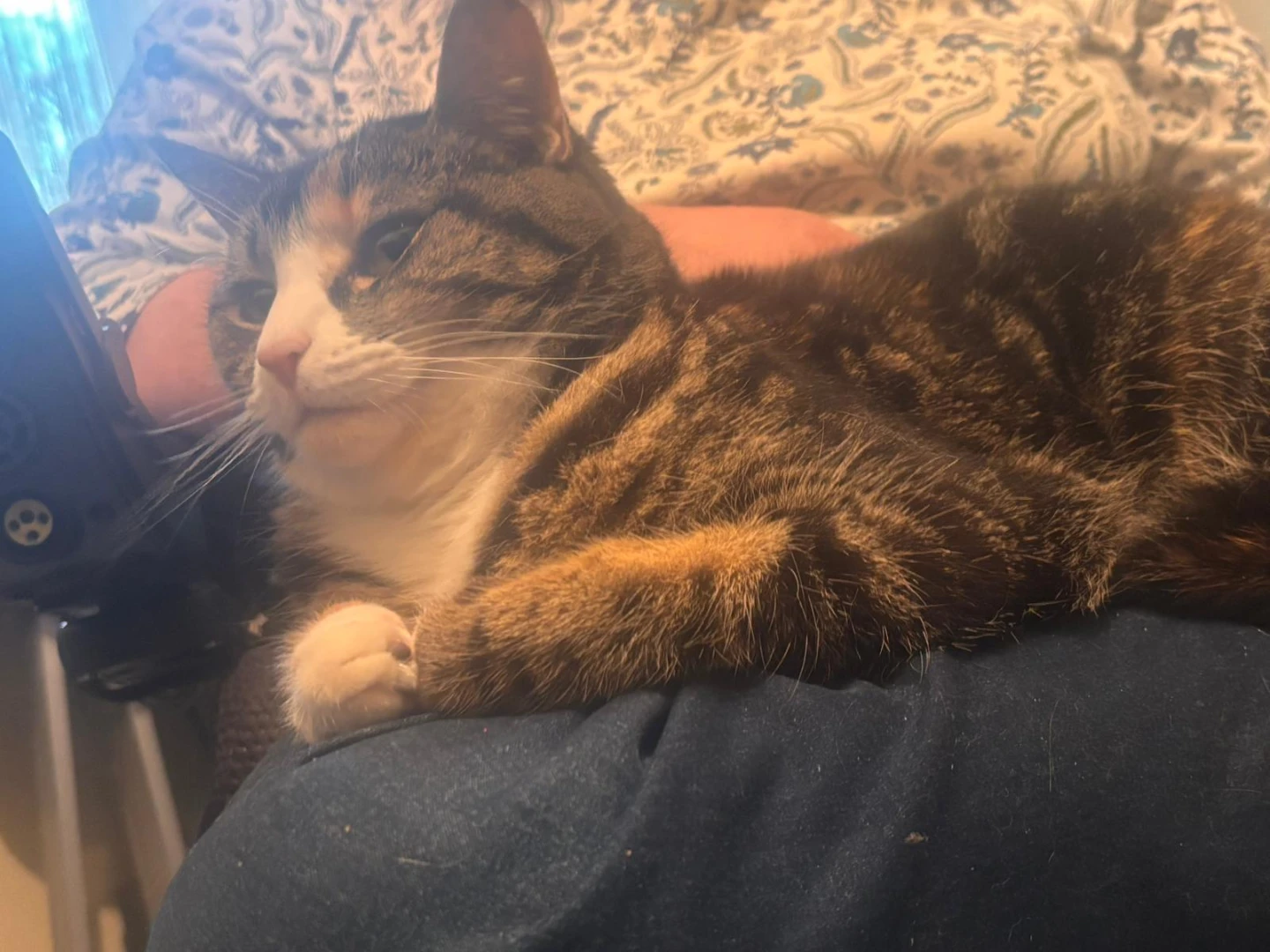 Adult Tabby Cat