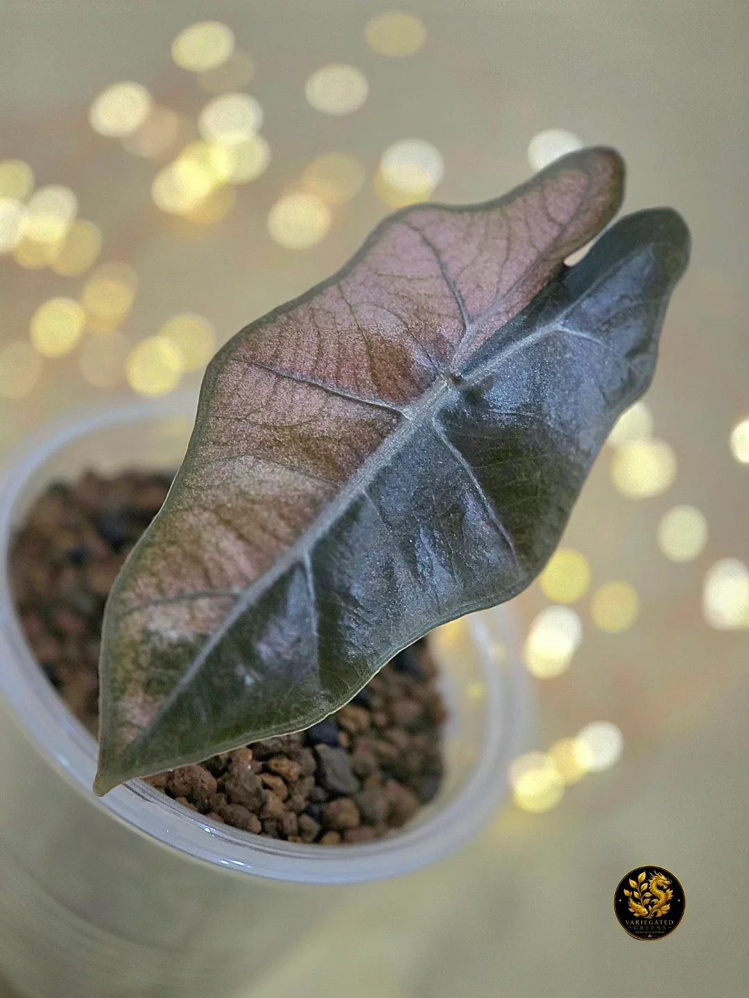 Alocasia pseudosanderiana "Rosewood Divide" - photo 3