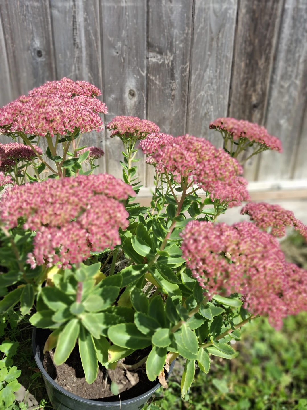 Sedum Autumn Joy Plant