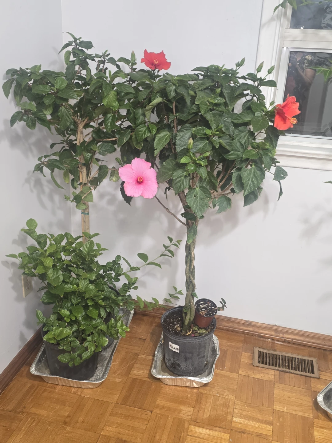 Braided Hibiscus Tree with Pink and Red Blooms