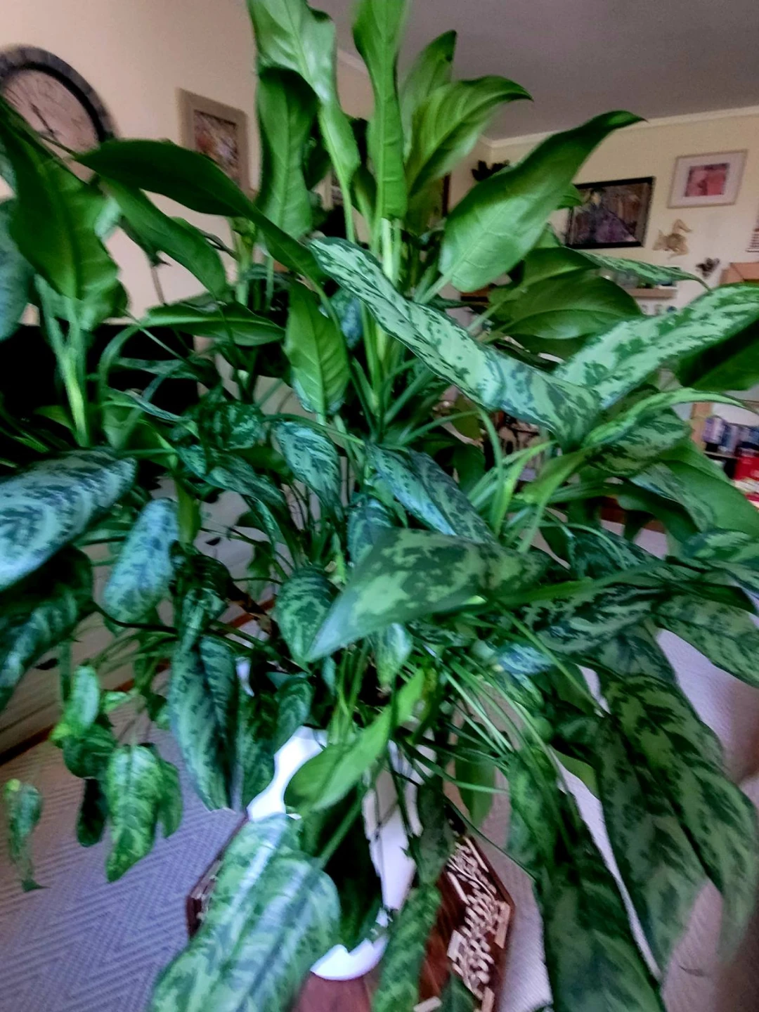 Large Aglaonema Houseplant in White Planter - photo 4