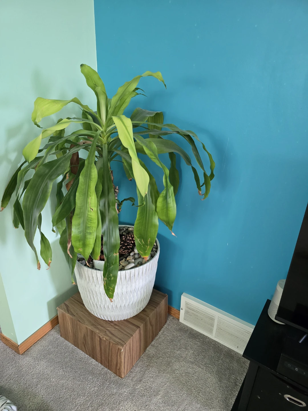 Large Dracaena Massangeana Corn Plant