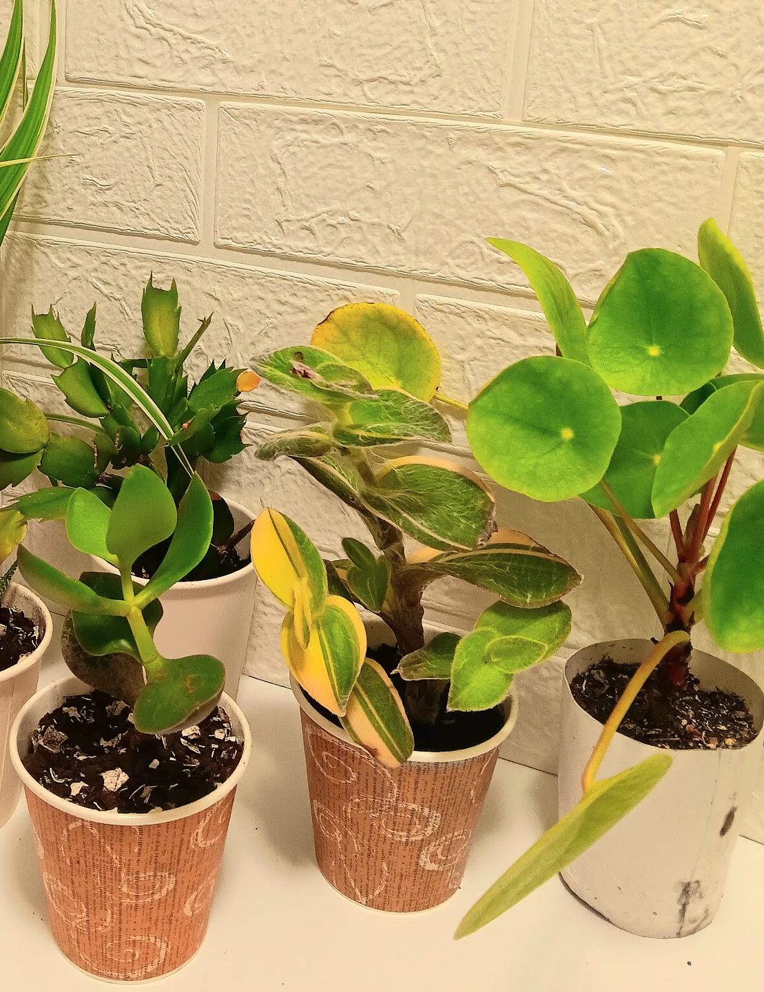 🪴7 Indoor Assorted Lot Plant Bundle🪴 - photo 2