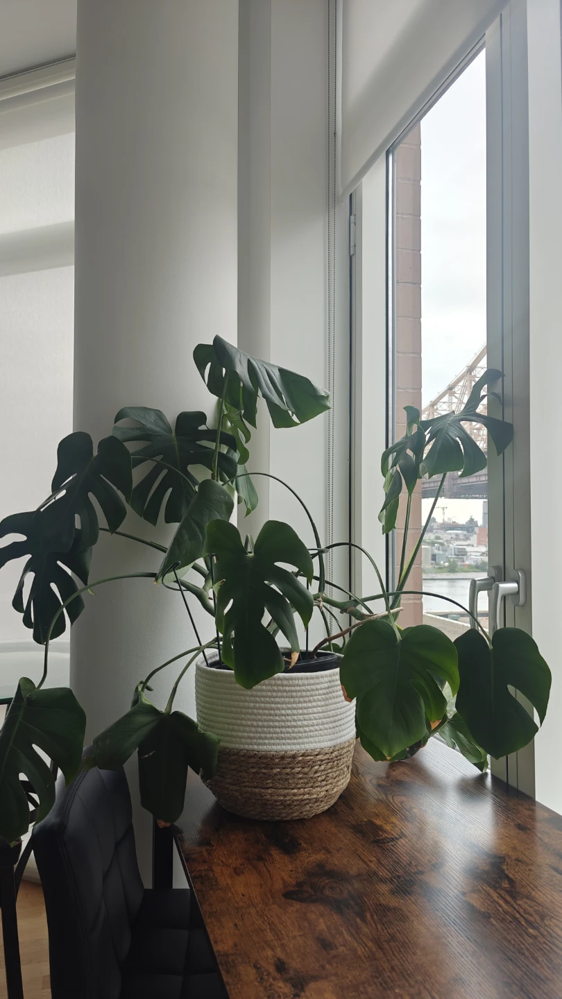 Mostera Plant
