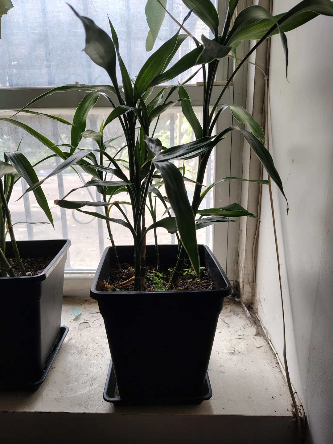 Lucky Bamboo Plant in Black Pot