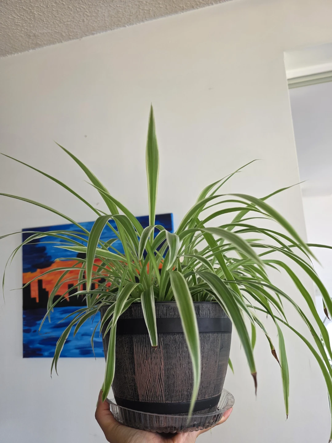 Large Healthy Spider Plant in Pot