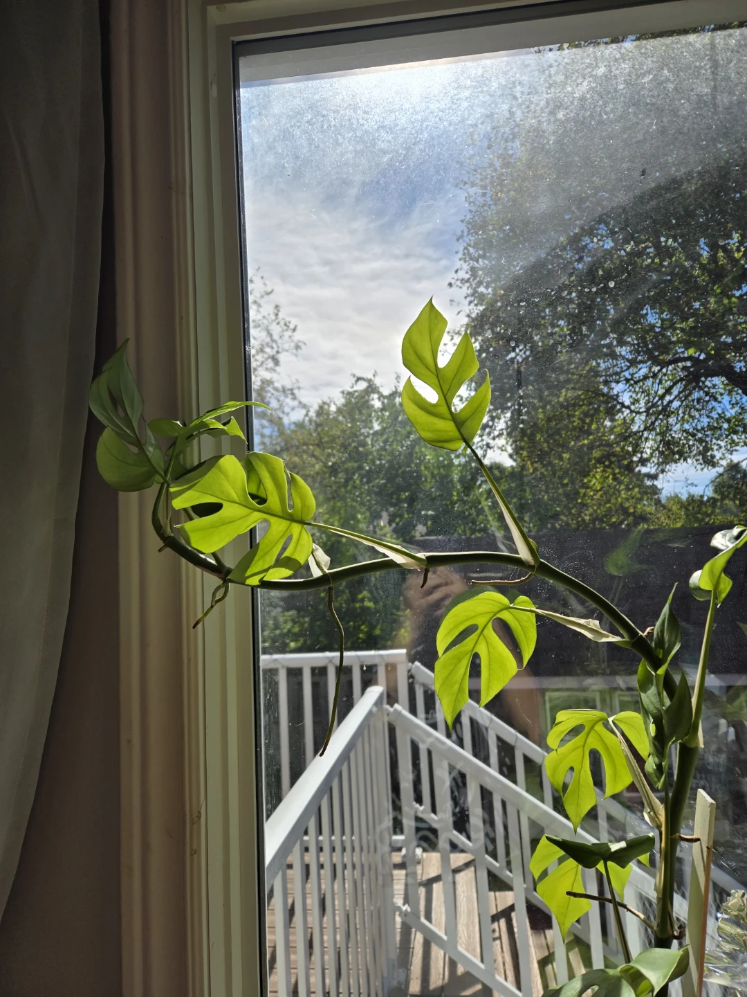 Mini monstera cutting - photo 5