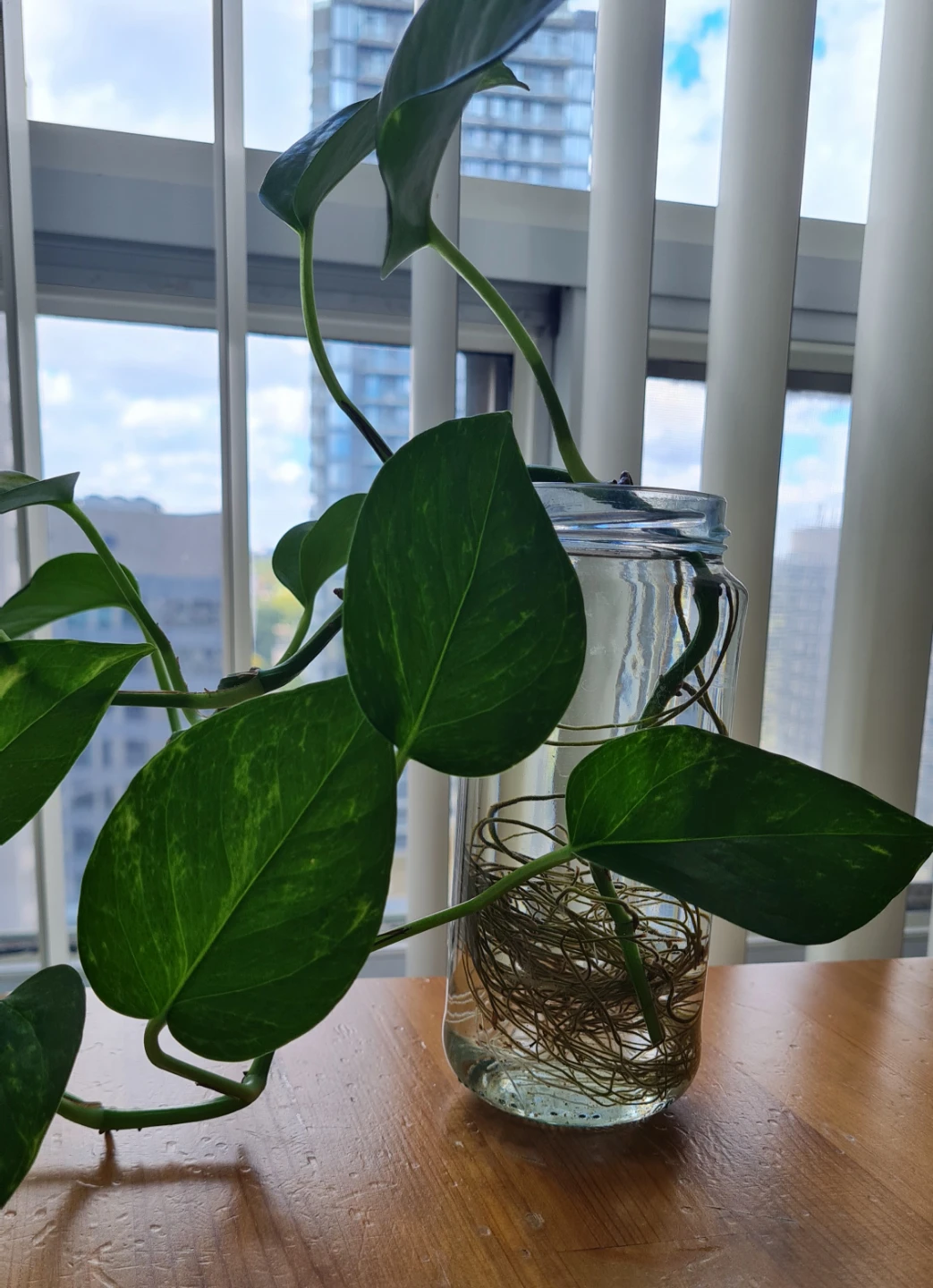 Healthy Golden Pothos Rooted in water! 🌱🌱 - photo 4