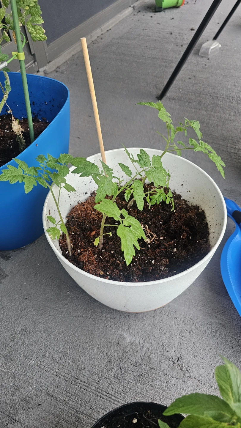 Tomato Seedlings in Planters - photo 4