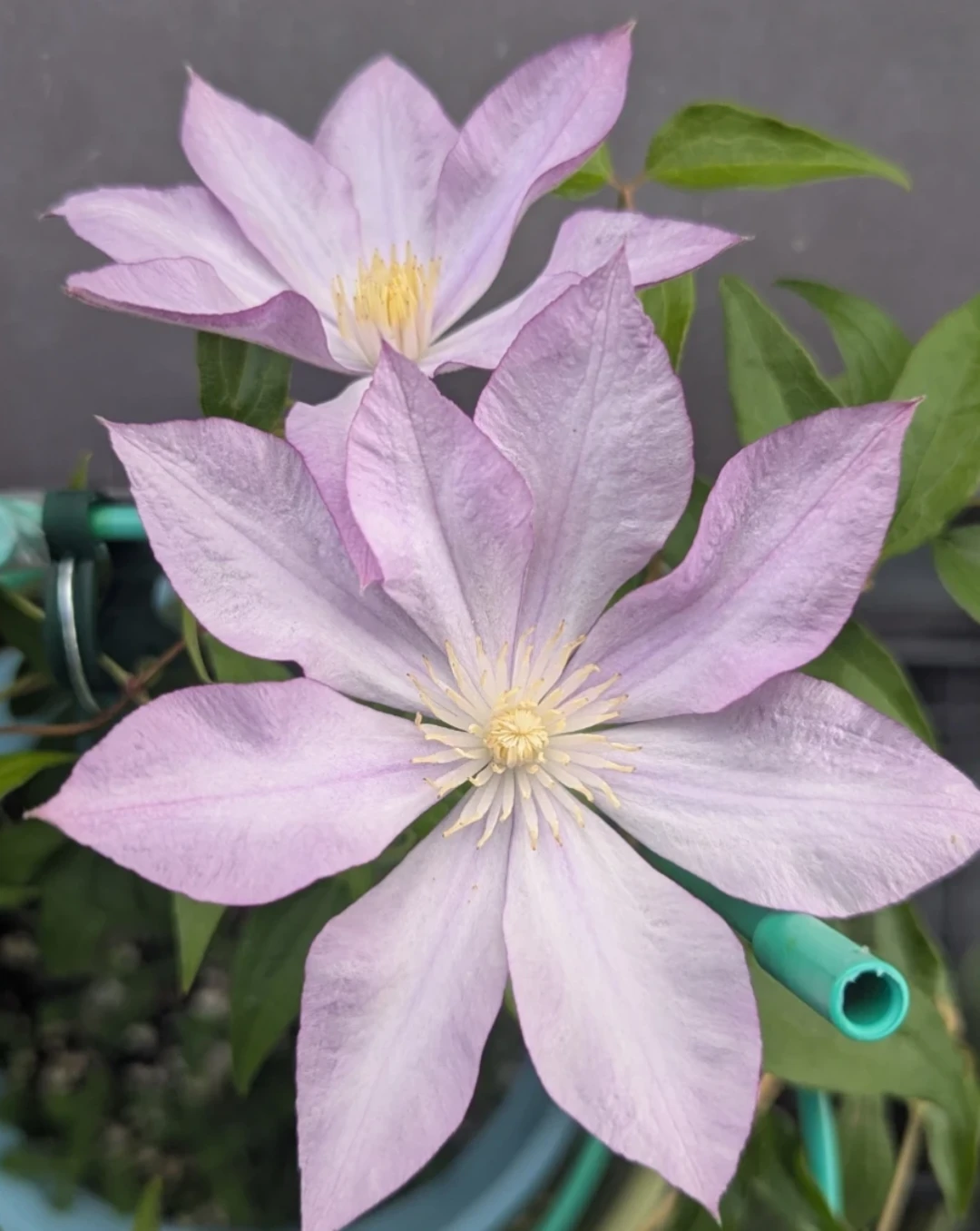 Light Purple Clematis Flower Plant