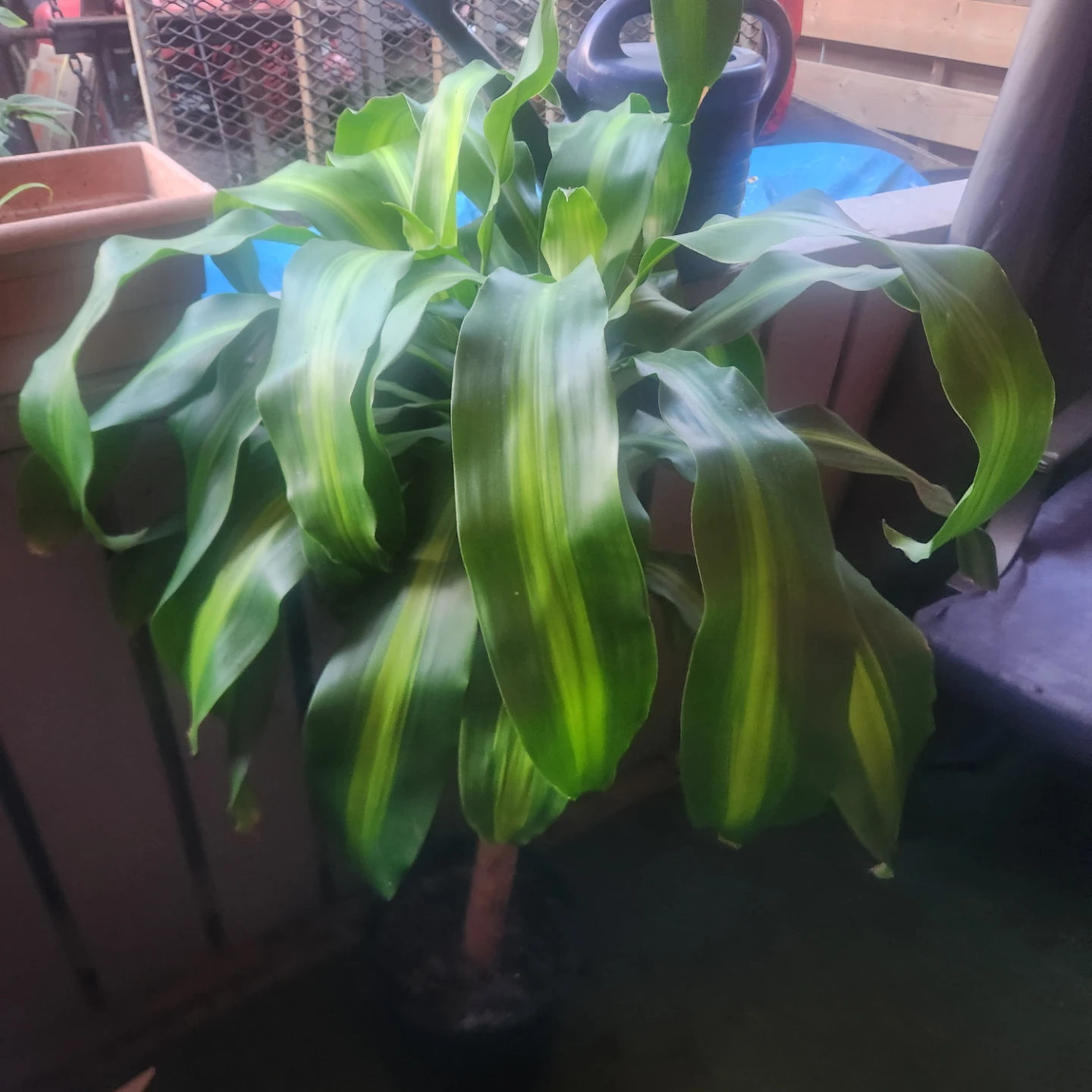 Dracaena Massangeana Corn Plant - photo 2
