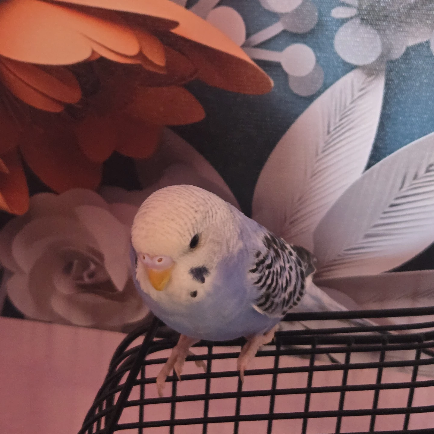 Baby purple budgie - photo 2