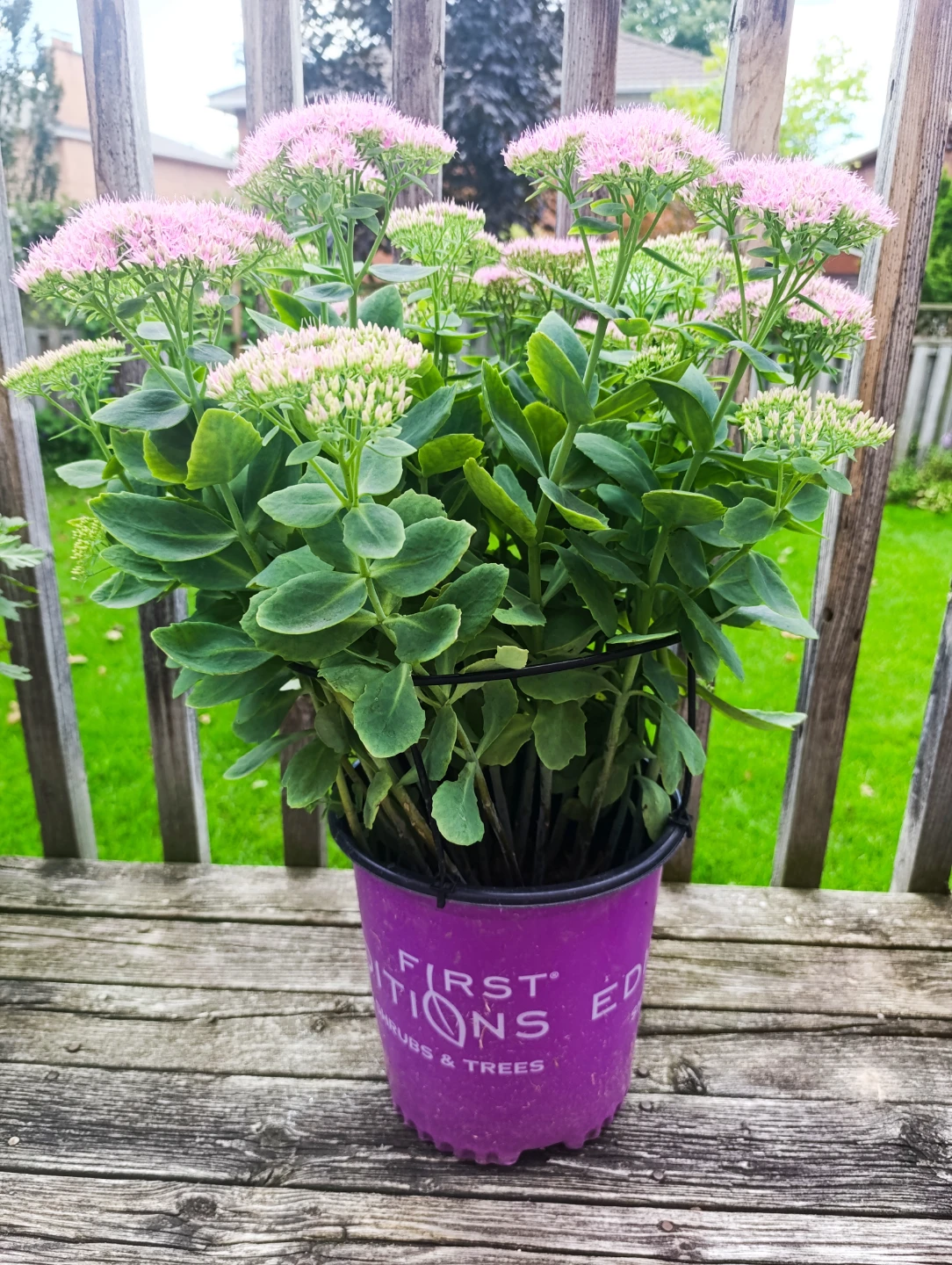 Healthy Sedum Plant