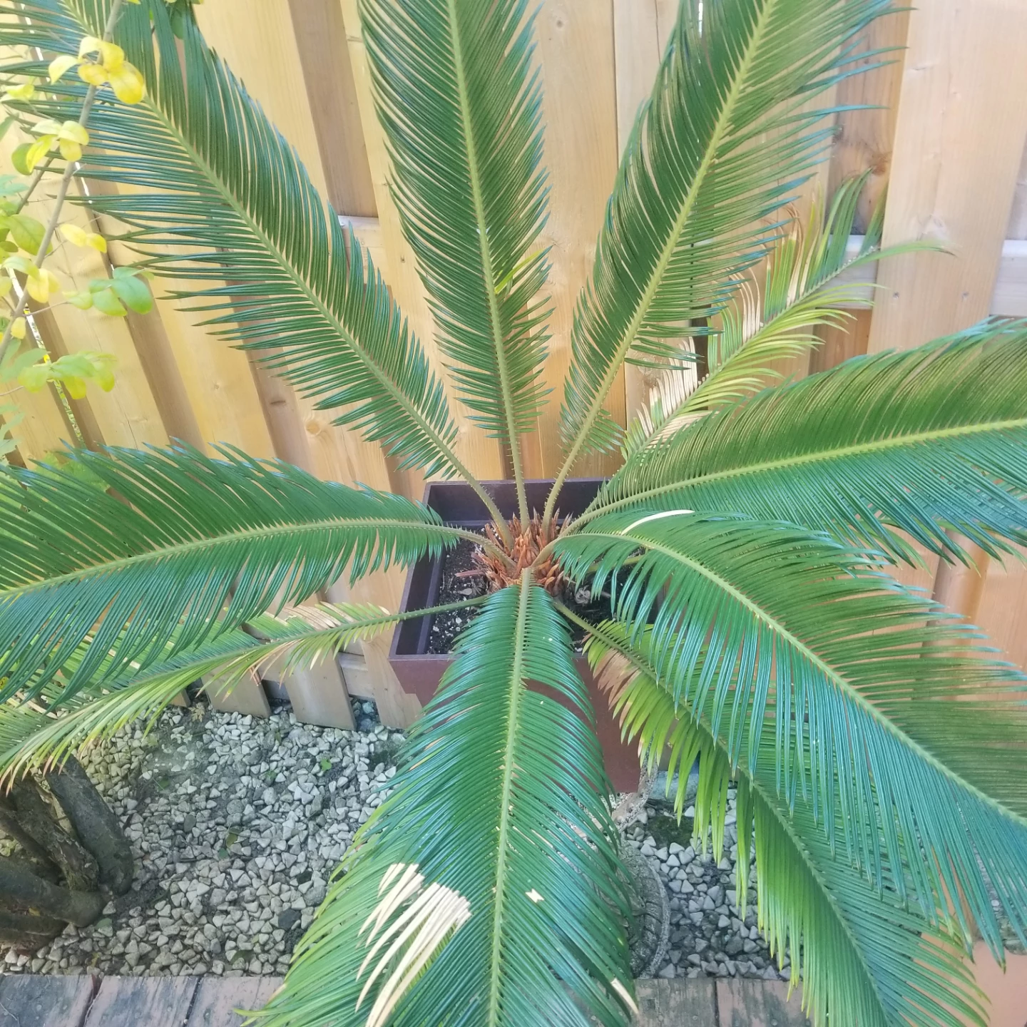 Large Sago Palm plant in square pot - photo 2
