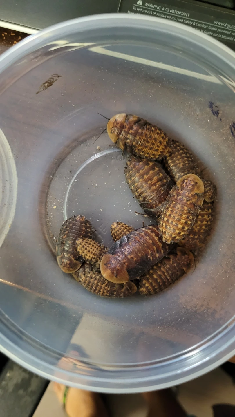 Discoid Roach