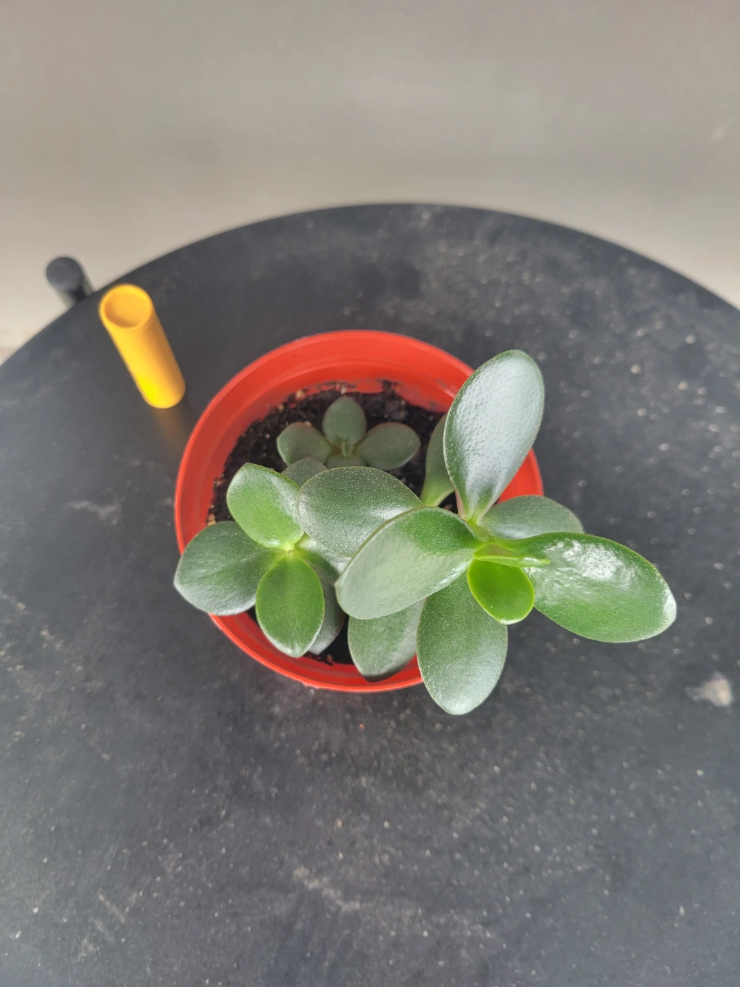 Baby jade plants - photo 3