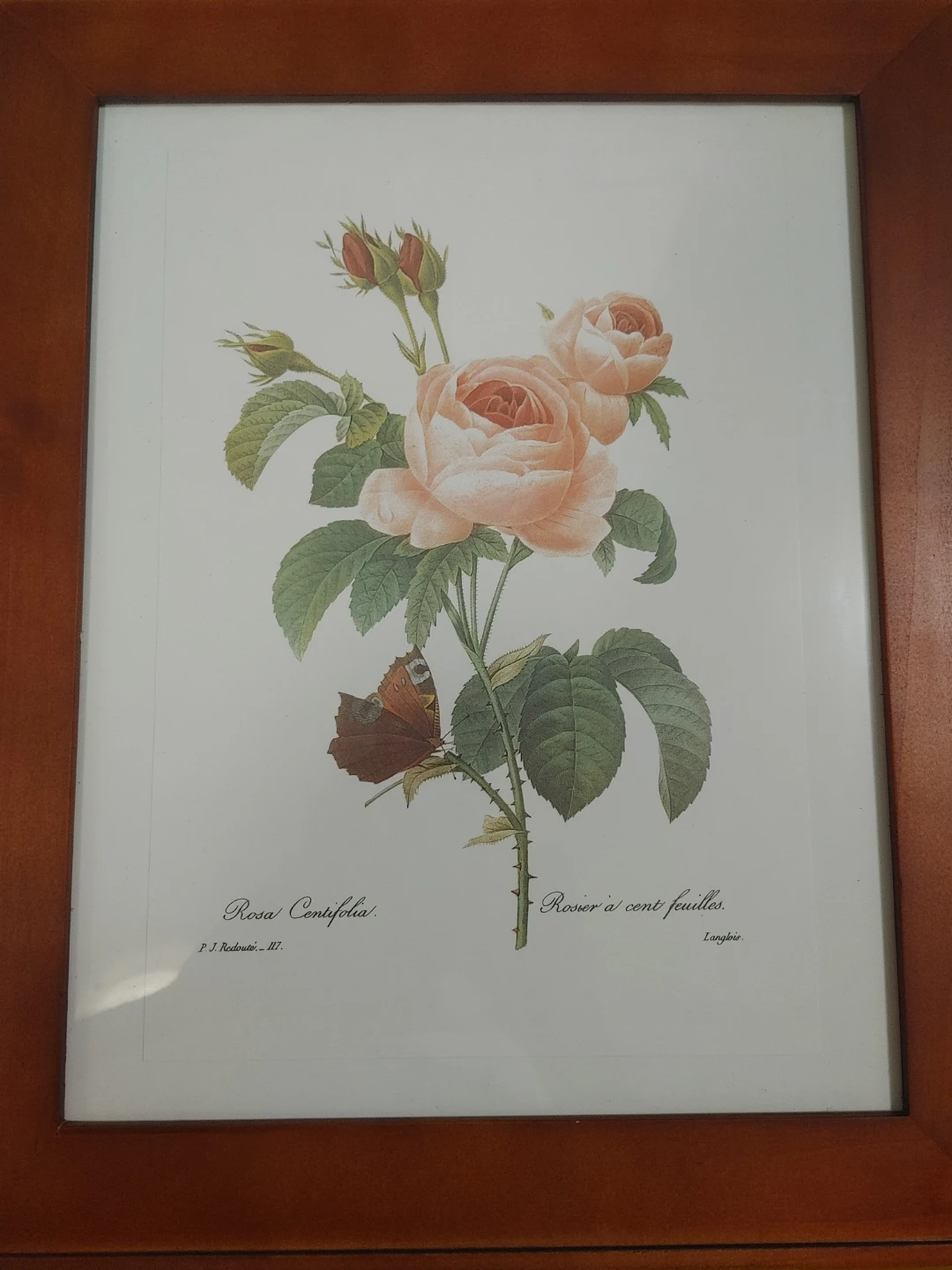 P.J. Redoute Rosa Centifolia Framed Print