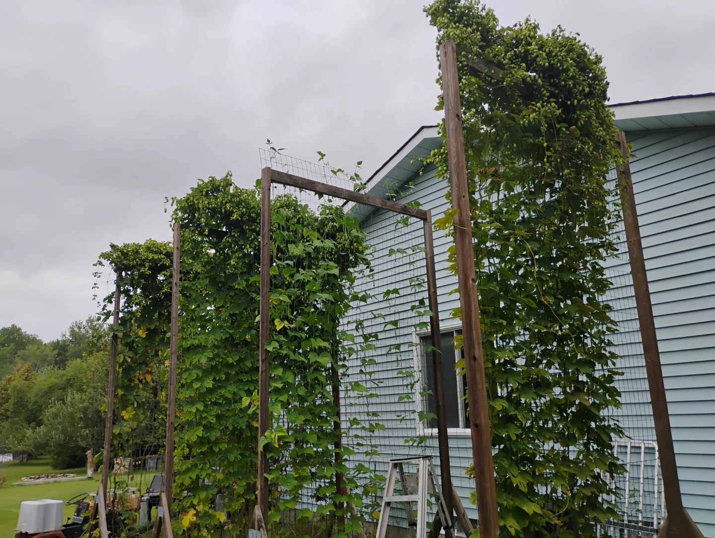 Hops ready for harvesting