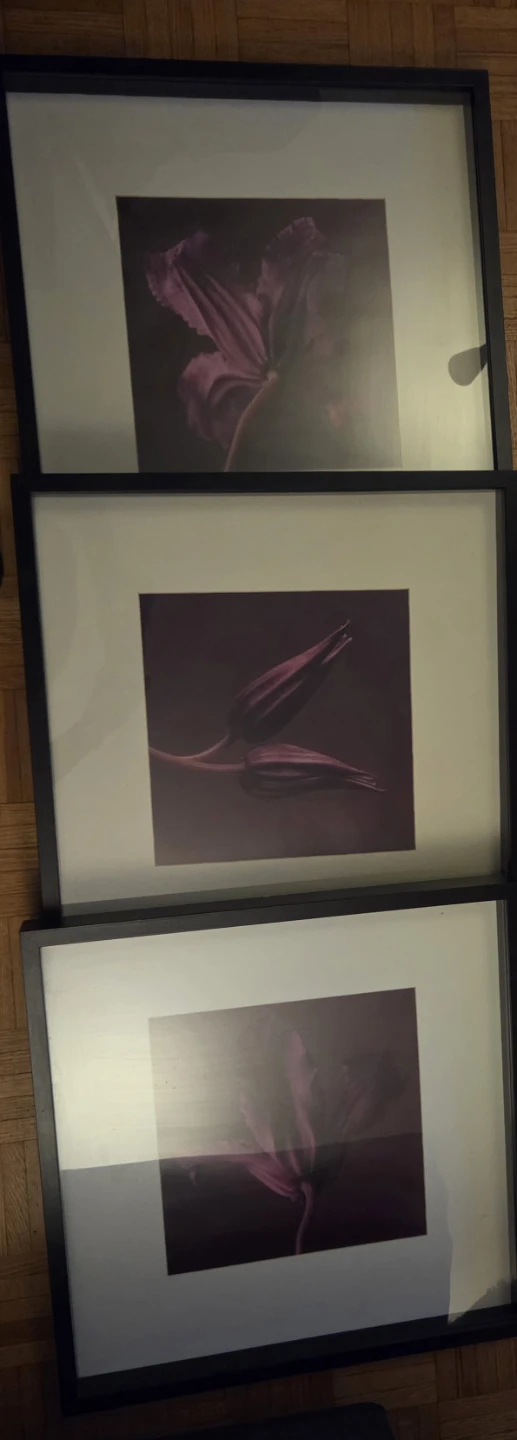 Set of 3 IKEA Ribba Framed Floral Prints