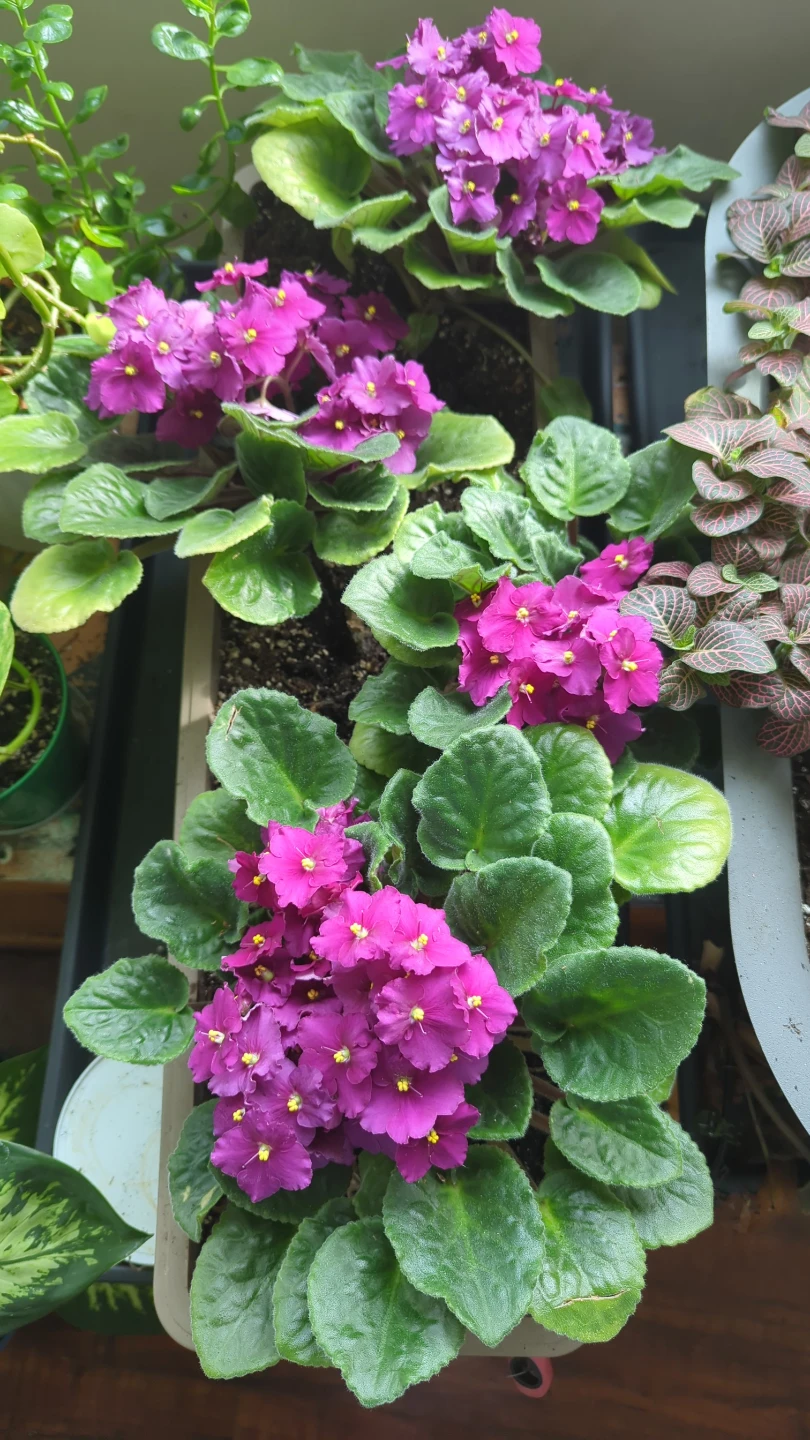 African Violet Houseplant