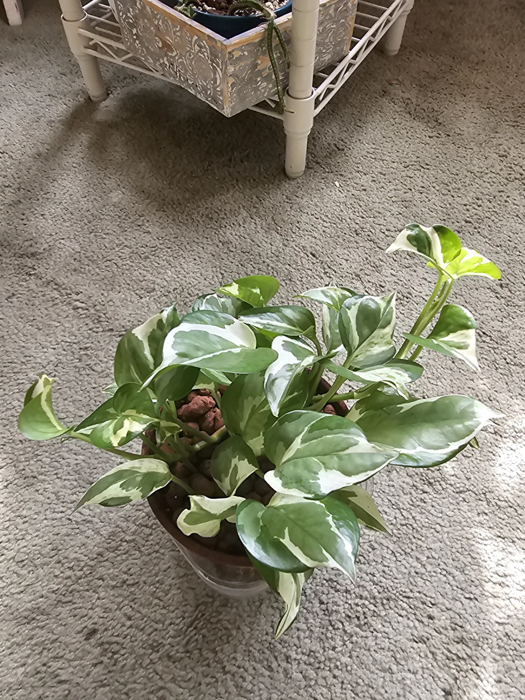 N Joy Variegated Pothos Houseplant - photo 2