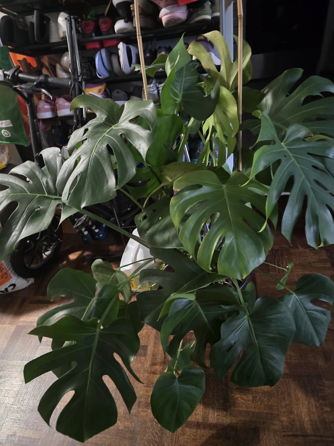 Large Monstera Deliciosa Plant
