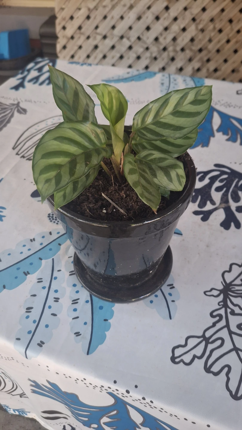 Calathea plant in black ceramic pot