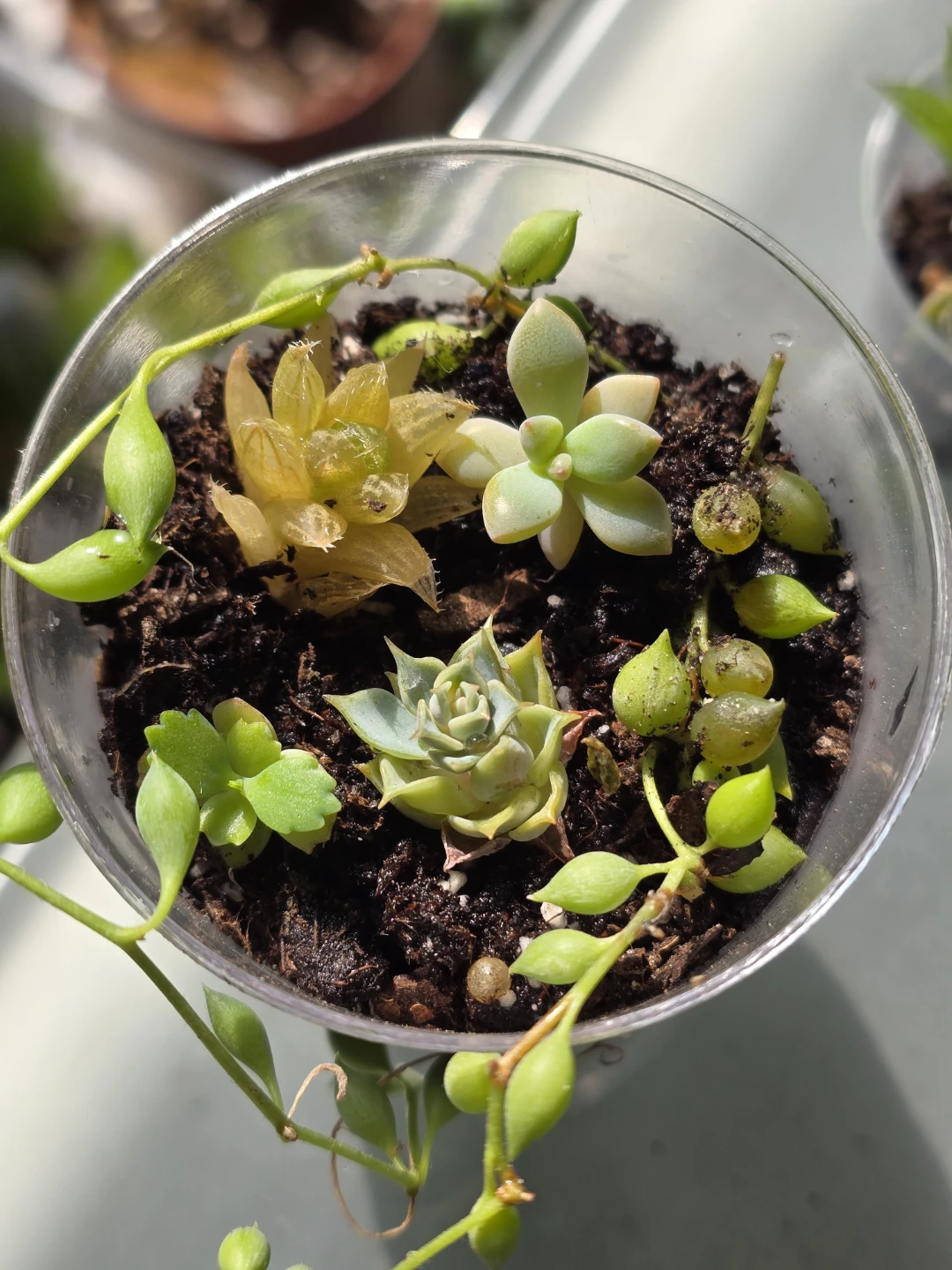 Assorted Succulent Planter - photo 2
