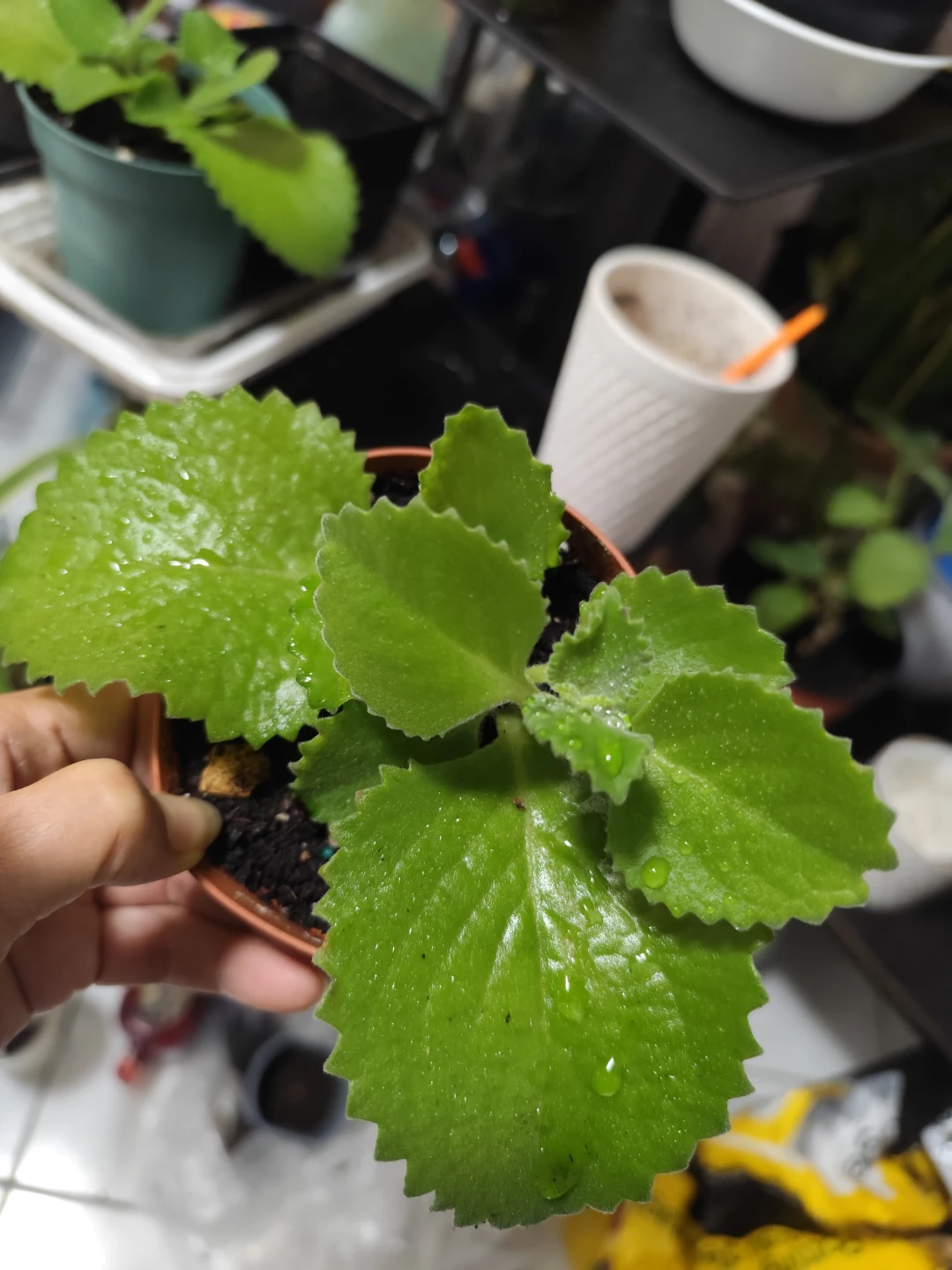 Ajwain  plant