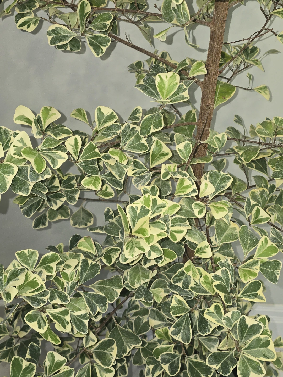 Variegated Ficus  triangularis  standard tree - photo 3