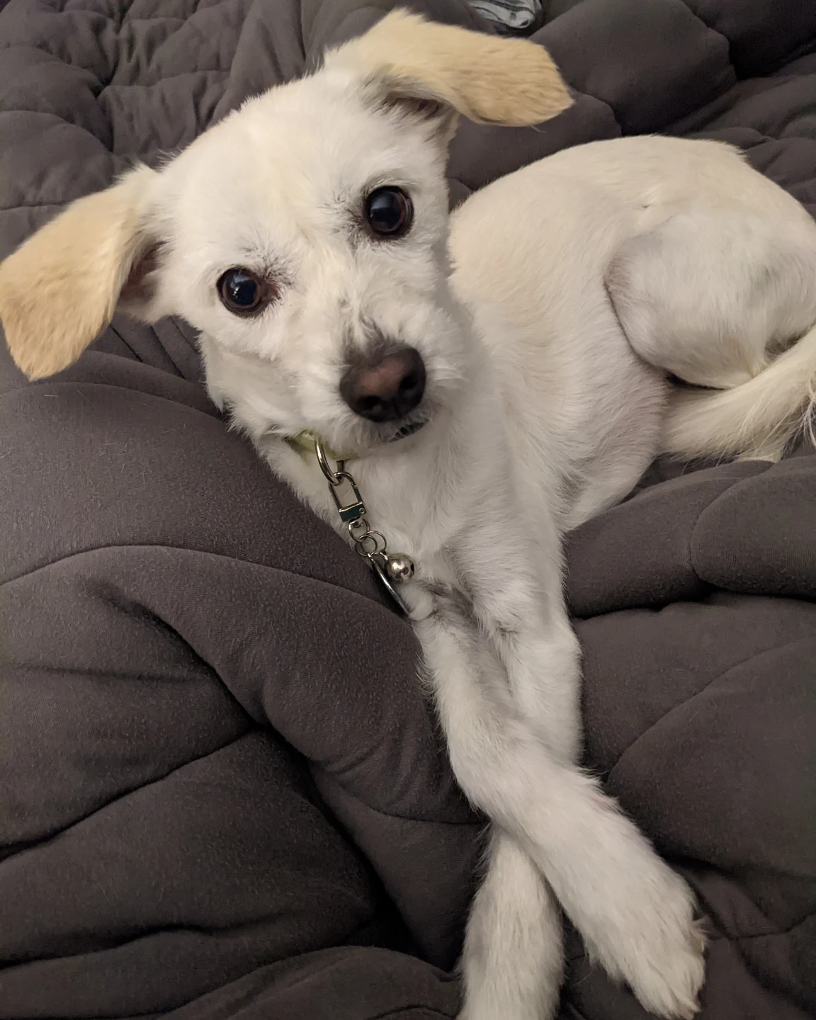 LOST DOG - photo 2