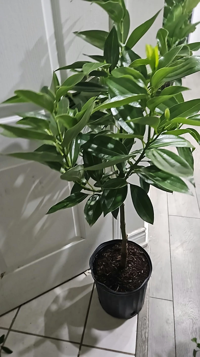 Potted Cinnamon Tree standardd - photo 2
