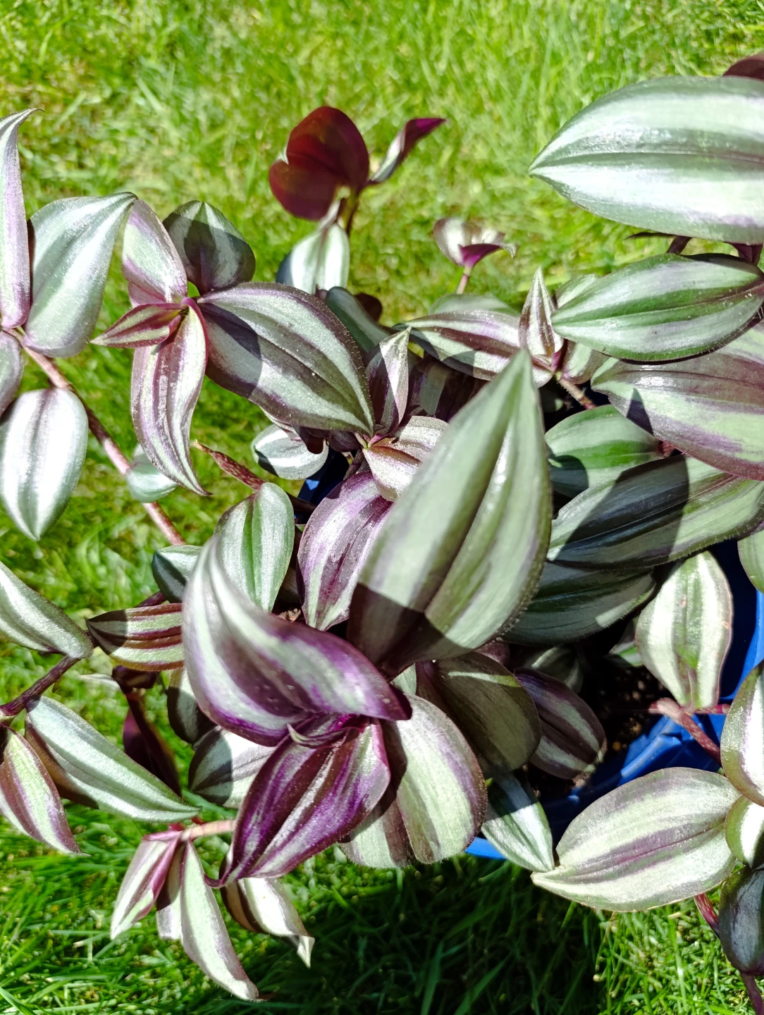 Tradescantia Zebrina Wandering Dude Plant - photo 3