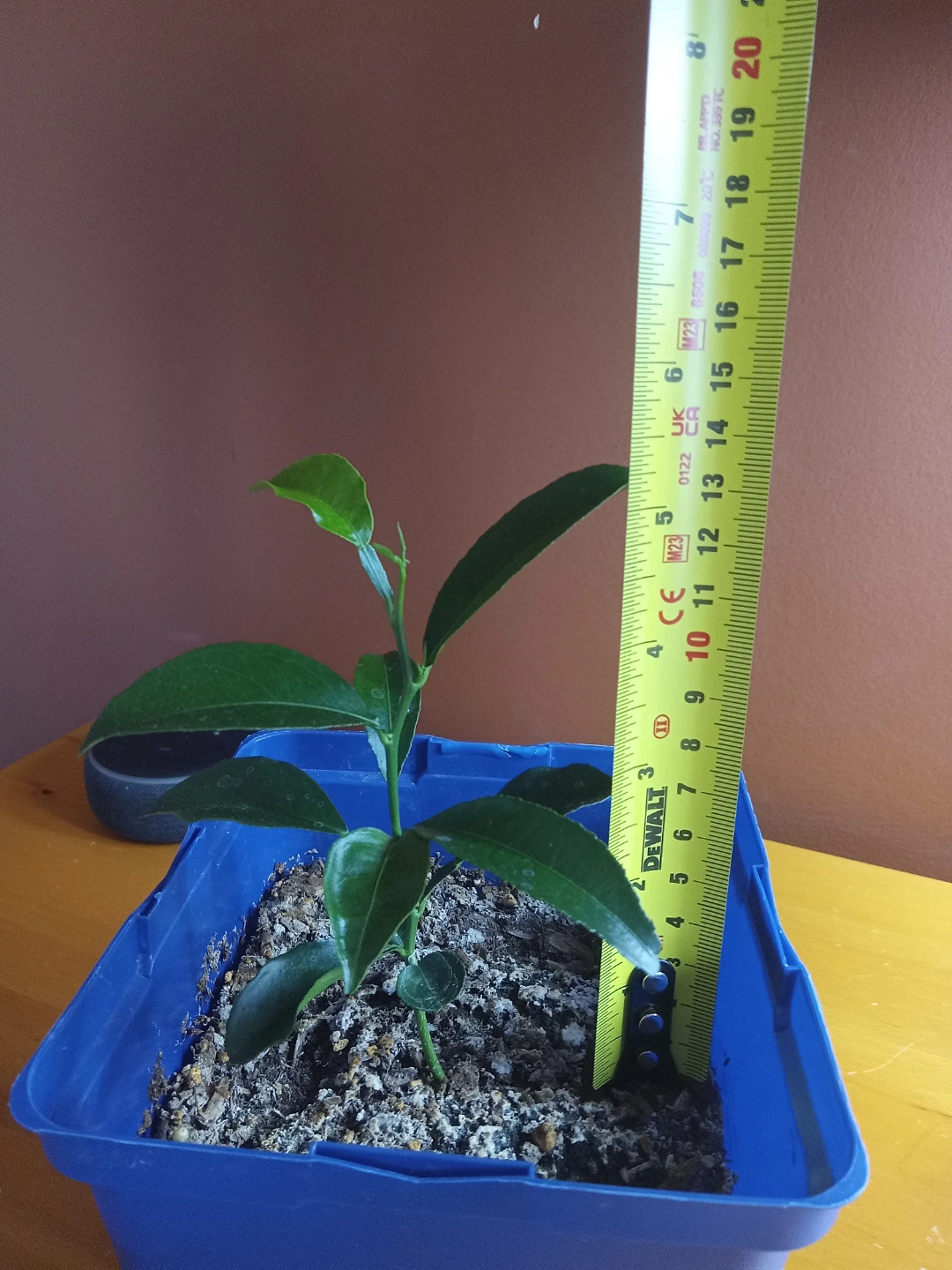 Small Citrus Plant (Orange) - photo 3