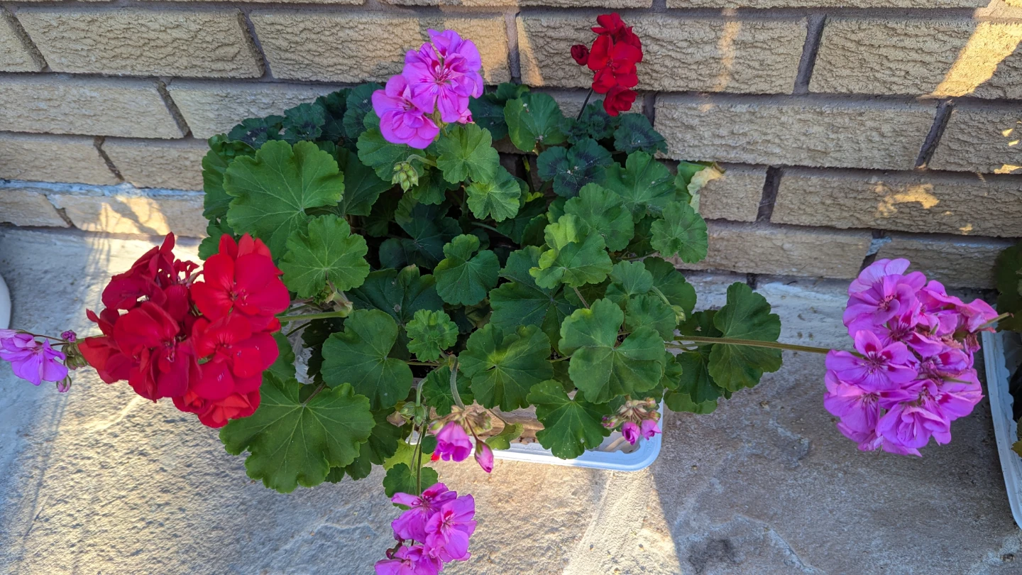 Tray of pink and red geraniums