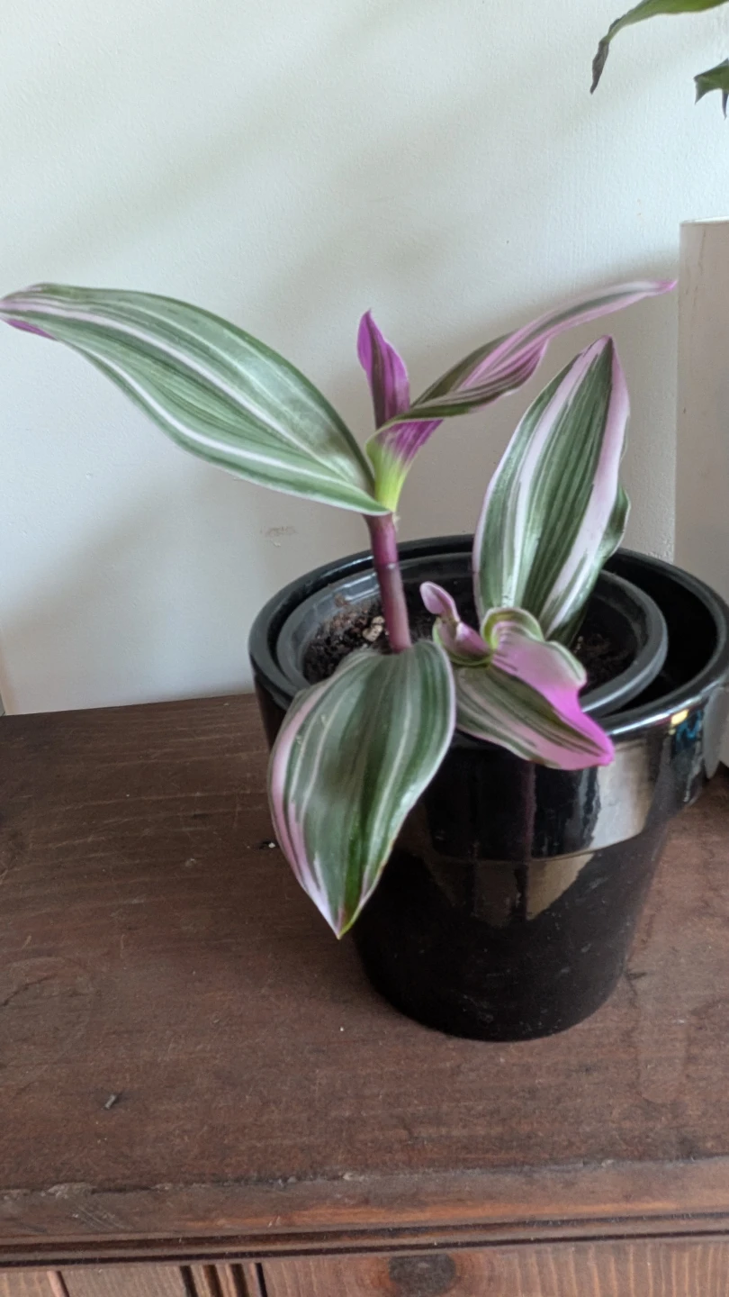 Tradescantia Nanouk - photo 2