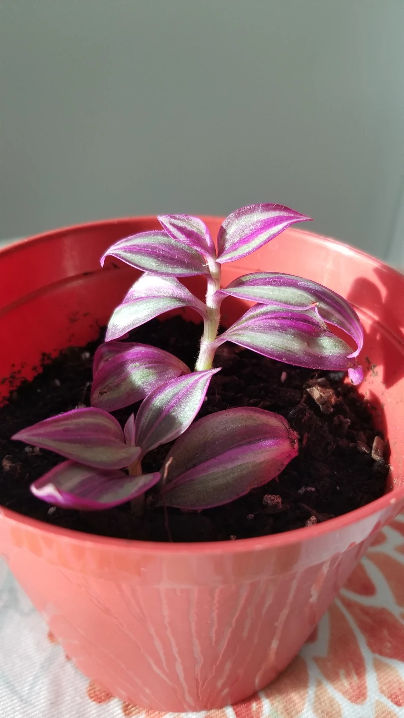 Tradescantia mini  plant