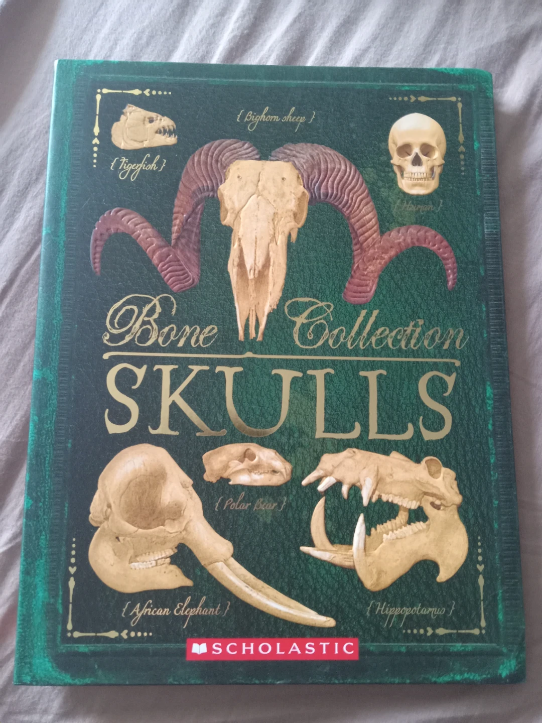 Bone Collection: Skulls by Scholastic