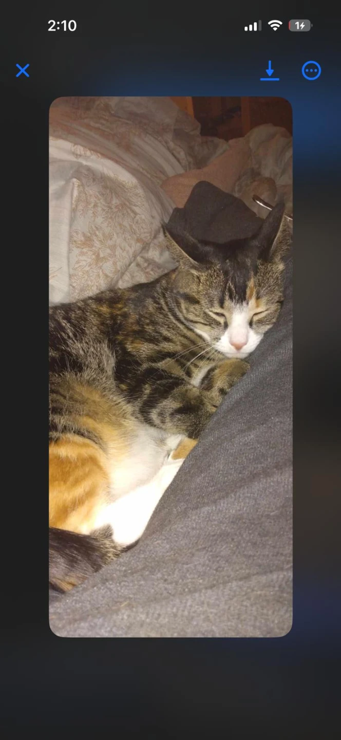 Adult Tabby Cat - photo 4