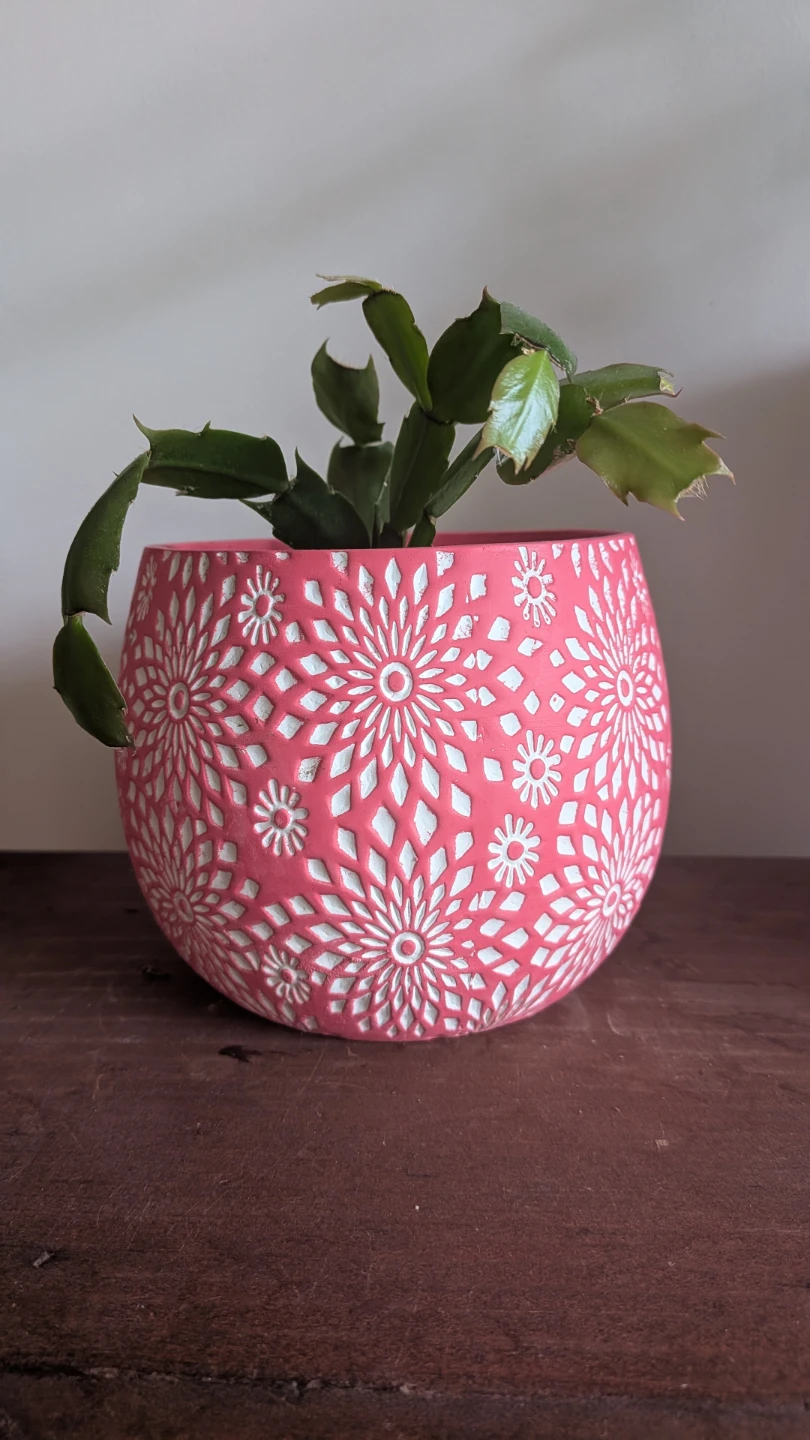 Christmas Cactus Pink Flowers