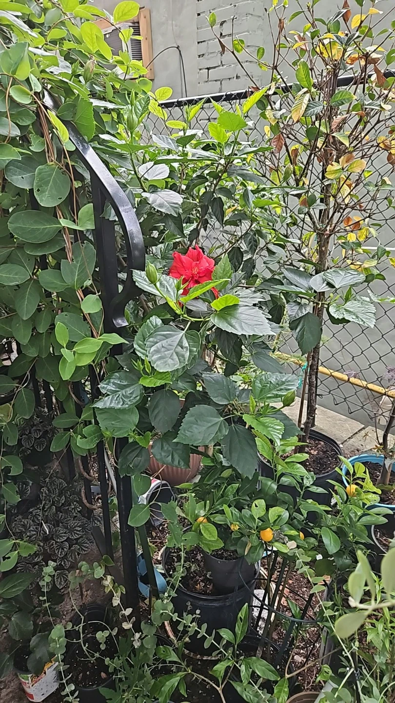 Red Hibiscus Plant standard 🏈 - photo 2