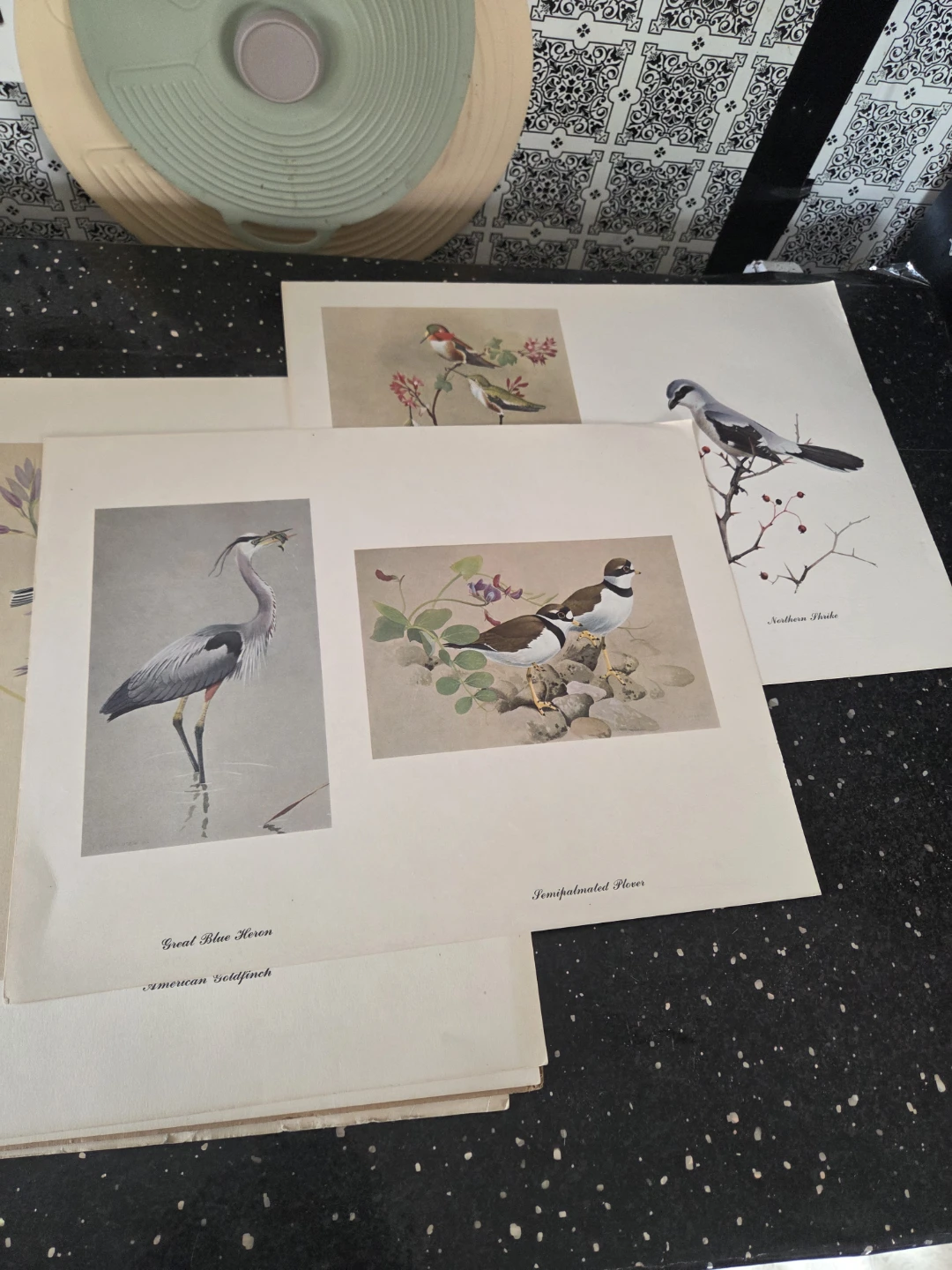 Fenwick Lansdowne Bird Paintings Portfolio - photo 4