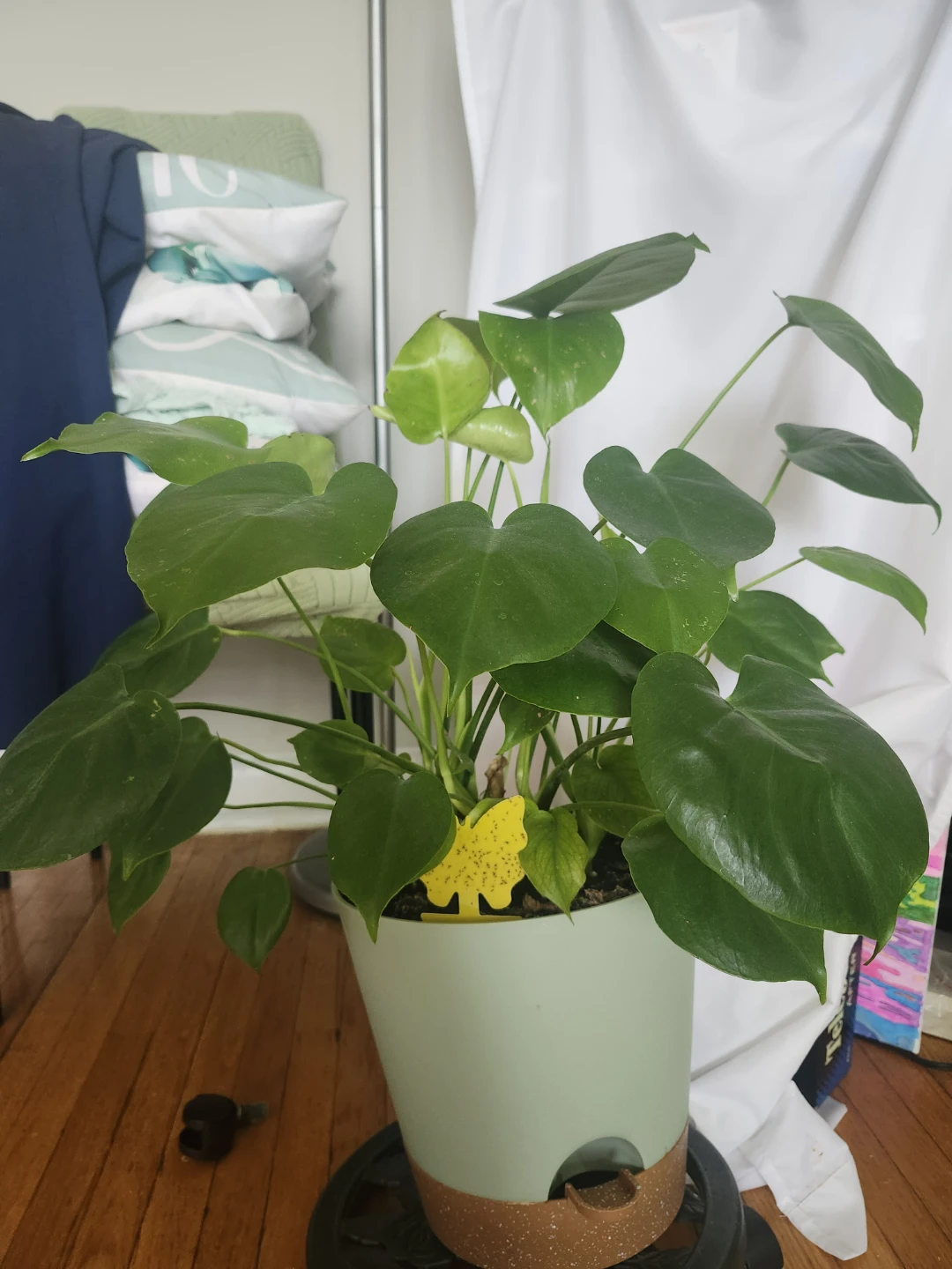 Plant with Self-Watering Plant Pot
