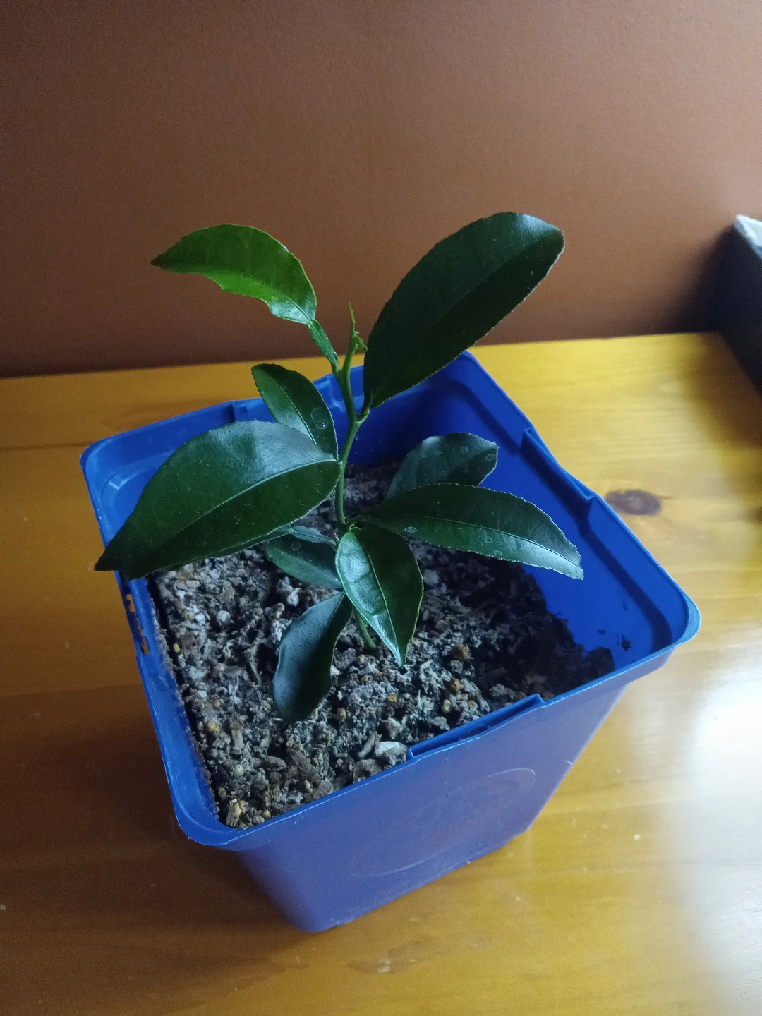 Small Citrus Plant (Orange) - photo 2